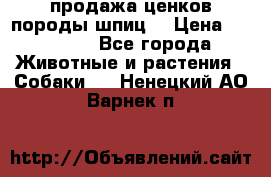 продажа ценков породы шпиц  › Цена ­ 35 000 - Все города Животные и растения » Собаки   . Ненецкий АО,Варнек п.